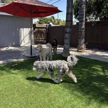 Marpawws - Playing with her new friends - Pet Boarding Near Me Marpawws - Playing with her new friends - Pet Boarding Near Me