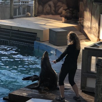 Hersheypark - Watching seal show - Amusement Parks Near Me - Hershey, Pennsylvania