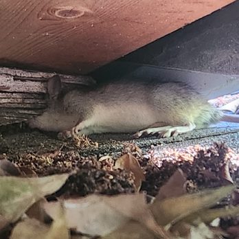 Aesthetic Wildlife Control - Rat trap worked - Wildlife Control Near Me - Long Beach, California Aesthetic Wildlife Control - Rat trap worked - Wildlife Control Near Me - Long Beach, California