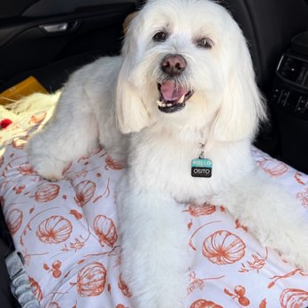 Fluffy Paws Grooming Studio - Happy boy! - Pet Groomers Near Me - Mission Viejo, California Fluffy Paws Grooming Studio - Happy boy! - Pet Groomers Near Me - Mission Viejo, California