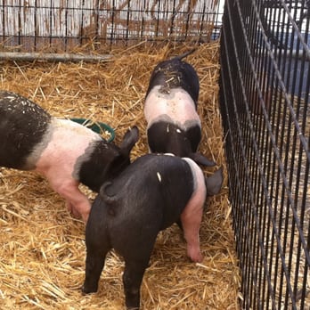Windmill Farms - You can feed the litt'l piggies - so cute!! - Grocery Near Me - San Ramon, California Windmill Farms - You can feed the litt'l piggies - so cute!! - Grocery Near Me - San Ramon, California
