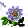 Photo of Passion Flower Design