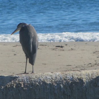 Chase Palm Park - Parks Near Me - Santa Barbara, California