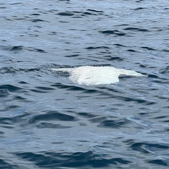 Oceanside Adventures - Boat Charters Near Me - Oceanside, California Oceanside Adventures - Boat Charters Near Me - Oceanside, California