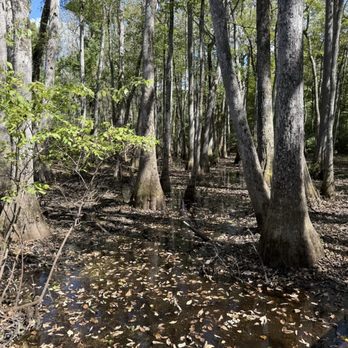 Cypress Swamp - Parks Near Me - Canton, Mississippi Cypress Swamp - Parks Near Me - Canton, Mississippi