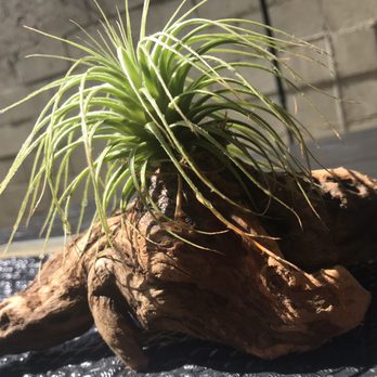 Rainforest Flora - #MyTillandsiaTectorum (2/2019-11/22/2020) - Nurseries & Gardening Near Me - Torrance, California Rainforest Flora - #MyTillandsiaTectorum (2/2019-11/22/2020) - Nurseries & Gardening Near Me - Torrance, California