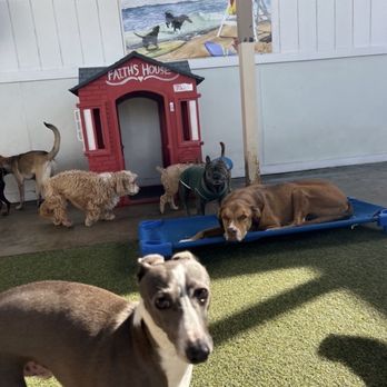 St Marks Dog Resort - Pet Boarding Near Me - Rancho Cucamonga, California