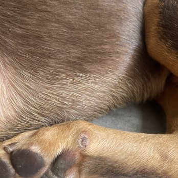 What's Up Dog - Pus filled lesion on paw - Pet Boarding Near Me - Brooklyn, New York What's Up Dog - Pus filled lesion on paw - Pet Boarding Near Me - Brooklyn, New York