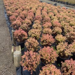 Happy Gardens Plant Nursery - Spirea Shrubs