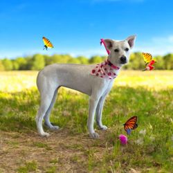 Royal Oak Dog Grooming