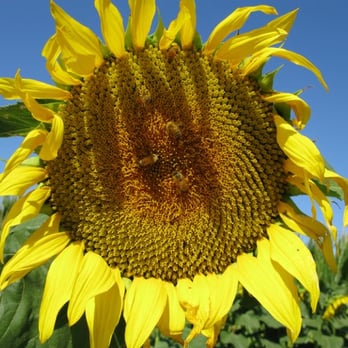 Goblin Gardens - Bees enjoying sunflower - Pick Your Own Farms Near Me - Sacramento, California Goblin Gardens - Bees enjoying sunflower - Pick Your Own Farms Near Me - Sacramento, California