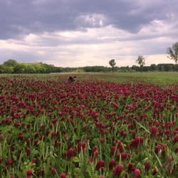 Williamson Farmers Co-Op - Crimson Clover