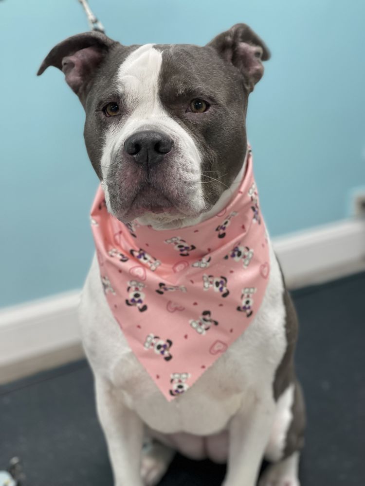 SHAGGY CHIC DOG GROOMING AND BOUTIQUE Updated August 2024 47 Photos