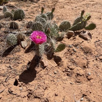 Mesa Arch - Cactus flower - Hiking Near Me - Moab, Utah
