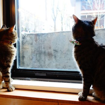 NEKO: A Cat Cafe - Themed Cafes Near Me - Seattle, Washington NEKO: A Cat Cafe - Themed Cafes Near Me - Seattle, Washington
