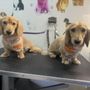 Golden Paws Mobile SPA