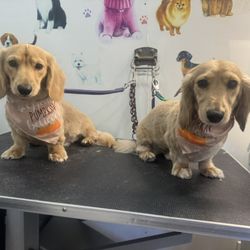 Golden Paws Mobile SPA - Long hair dashunds