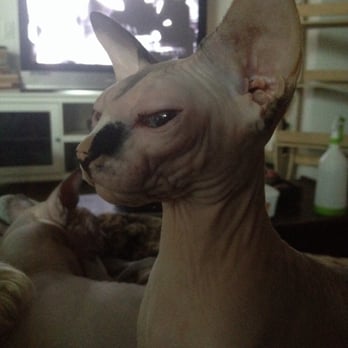 Hollywood Sphynx - The Beauty: Eko Pi Catfish - Pet Services Near Me Hollywood Sphynx - The Beauty: Eko Pi Catfish - Pet Services Near Me