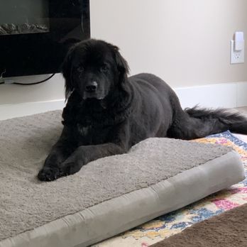 Ani The Pet Nanny - Dog Walkers Near Me - Ocala, Florida