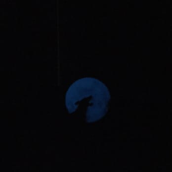 Coyote Hills Half-Marathon - Glow in the dark moon behind the coyotes head! - Races & Competitions Near Me - Fremont, California