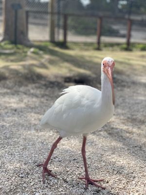 Naples Zoo at Caribbean Gardens by null