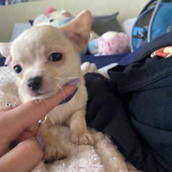 Tiny Jewel Pups - Pet Breeders Near Me - Houston, Texas Tiny Jewel Pups - Pet Breeders Near Me - Houston, Texas