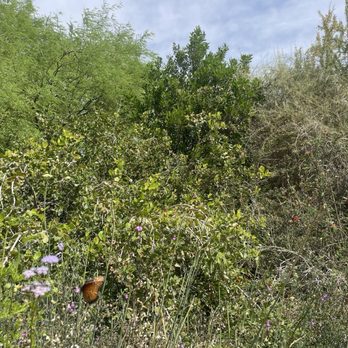 Desert Botanical Garden - Visit the butterfly garden! - Botanical Gardens Near Me - Phoenix, Arizona