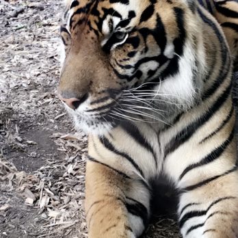 Fort Wayne Zoo - Tiger - Zoos Near Me - Fort Wayne, Indiana Fort Wayne Zoo - Tiger - Zoos Near Me - Fort Wayne, Indiana