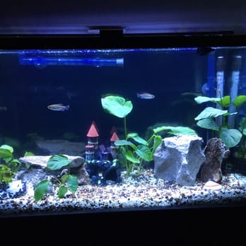 Lau's H2O Habitats - Aquariums Near Me - San Francisco, California Lau's H2O Habitats - Aquariums Near Me - San Francisco, California