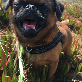 Janell's Happy Dogs - Having a blast with Janell - Dog Walkers Near Me Janell's Happy Dogs - Having a blast with Janell - Dog Walkers Near Me