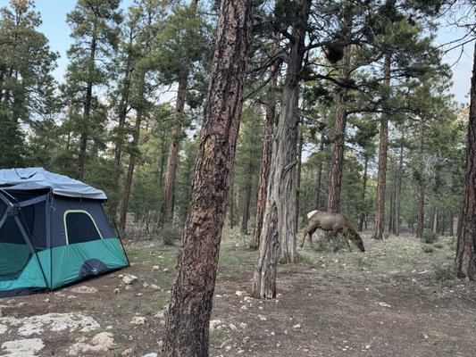 Mather Campground by null