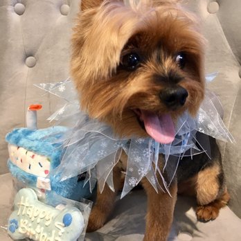 Pawsh Boutique & Spa - Chance 10th B'day Photo Shoot at Pawsh. - Pet Groomers Near Me - Sarasota, Florida