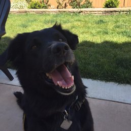 Happy & clean pup! Happy & clean pup!