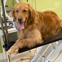 pawsh mobile grooming cape cod