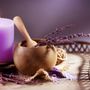 Photo of Lotus Bloom Spa