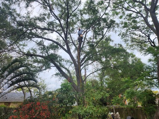 Tree Care Specialist - Call now for same week estimates. Tree Care Specialist - Call now for same week estimates.