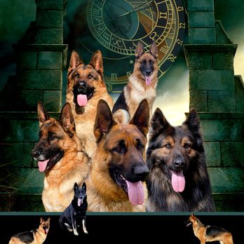 WindRidge German Shepherds - Pet Services Near Me WindRidge German Shepherds - Pet Services Near Me