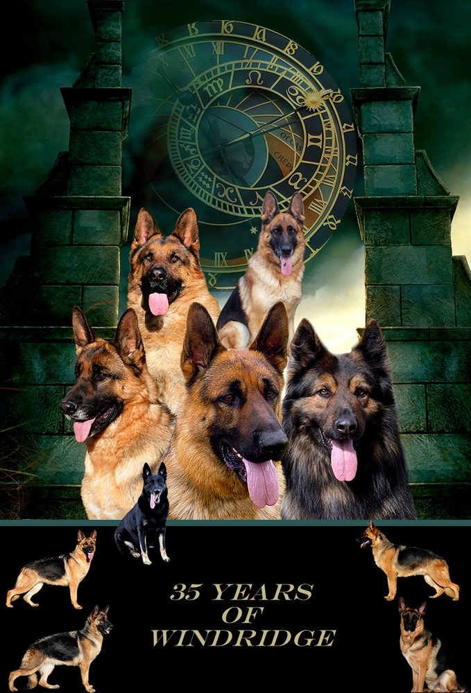 WINDRIDGE GERMAN SHEPHERDS Request Information Not Public, Junction