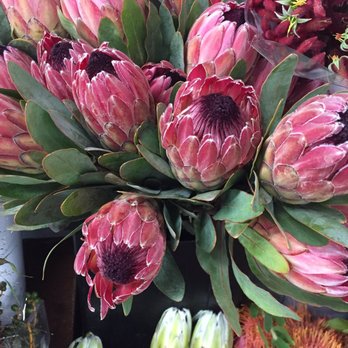 Seaside Gardens - Protea - Nurseries & Gardening Near Me - Carpinteria, California