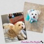 Photo of Poochie's Pet Parfait