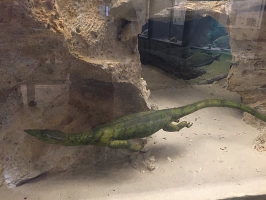 Civic Museum of Natural Sciences in Bergamo by null