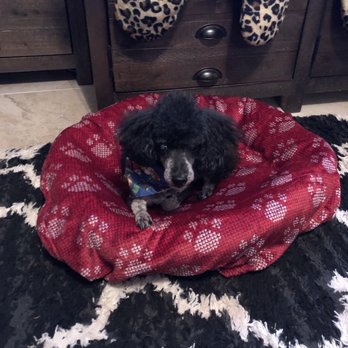 Gina's Mobile Pet Grooming - Pet Groomers Near Me Gina's Mobile Pet Grooming - Pet Groomers Near Me