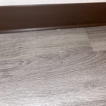 La Quinta Inn by Wyndham Abilene - Ants crawling everywhere, I had to kill most of them. - Hotels Near Me - Abilene, Texas