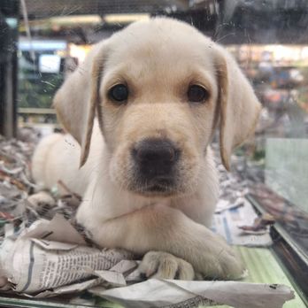 Koolau Pets Plants & Ponds - Our new puppy - Pet Stores Near Me - Kaneohe, Hawaii