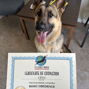 It's A Dog's World K-9 Academy - Ottis completed his basic training - Pet Training Near Me - Glendora, California