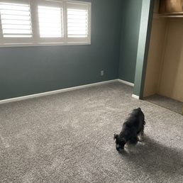 Even the dog loved the new carpeting