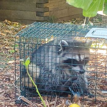 Natalie's Animal Trapping Solutions - Wildlife Control Near Me - San Jacinto, California Natalie's Animal Trapping Solutions - Wildlife Control Near Me - San Jacinto, California