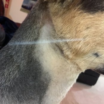 Star Dogs - Chopped - Pet Groomers Near Me - La Mesa, California