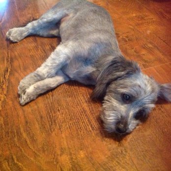 Adogable Pet Services - Not a happy girl!  Requested they NOT trim her legs.  Got her back, legs were shaven but around her mouth and chin were not. - Pet Sitting Near Me - Sun City Center, Florida