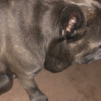 Mountain West Veterinary Specialists - Calvin's lump prior to surgery but after consultation - Veterinarians Near Me - Layton, Utah Mountain West Veterinary Specialists - Calvin's lump prior to surgery but after consultation - Veterinarians Near Me - Layton, Utah